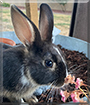 Fusion the Rabbit