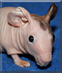 Pipsqueak the Hairless Guinea Pig
