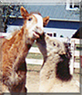 Bachagaloop the Belgian and Hercules the Miniature Horse