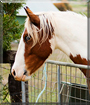 Dexter the Clydesdale/Arabian horse