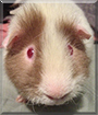 George the American Shorthair/Teddy mix Guinea Pig