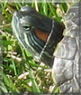 Gulliver the Red-eared Slider Turtle