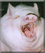Arnold the Potbelly Pig