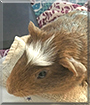 Coffee Bean the Guinea Pig
