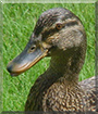 Lucy the Wood Duck