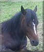 Nils the German Riding Pony