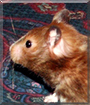 Panda the Teddy Bear Hamster