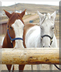 Misty and Dollar the Quarter Horses