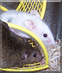 Fani and Miss Whiskers the Fancy Mice