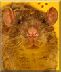 Enoki the Fancy Rat