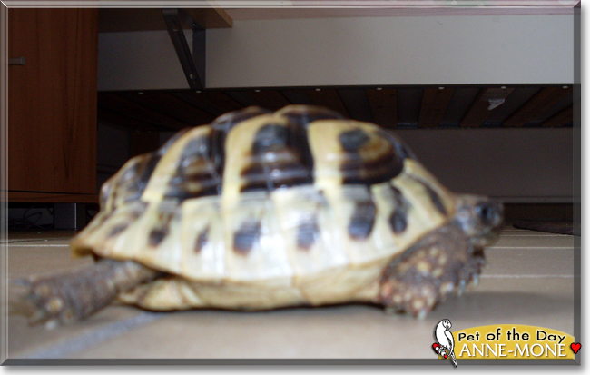 Anne-Mone the Sulcata Tortoise, the Pet of the Day