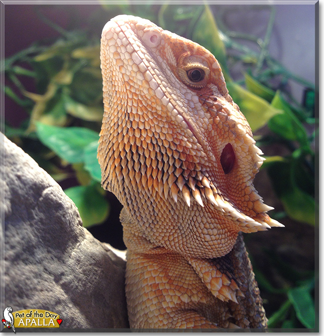 Apalla the Bearded Dragon, the Pet of the Day