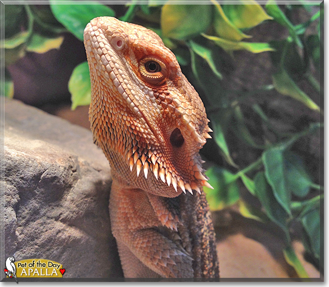 Apalla the Bearded Dragon, the Pet of the Day