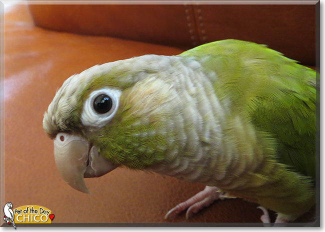 Chico the Green Cheek Conure, the Pet of the Day