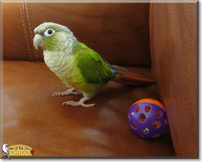 Chico the Green Cheek Conure, the Pet of the Day