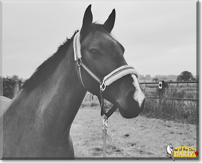 Darty the German Warmblood Horse, the Pet of the Day
