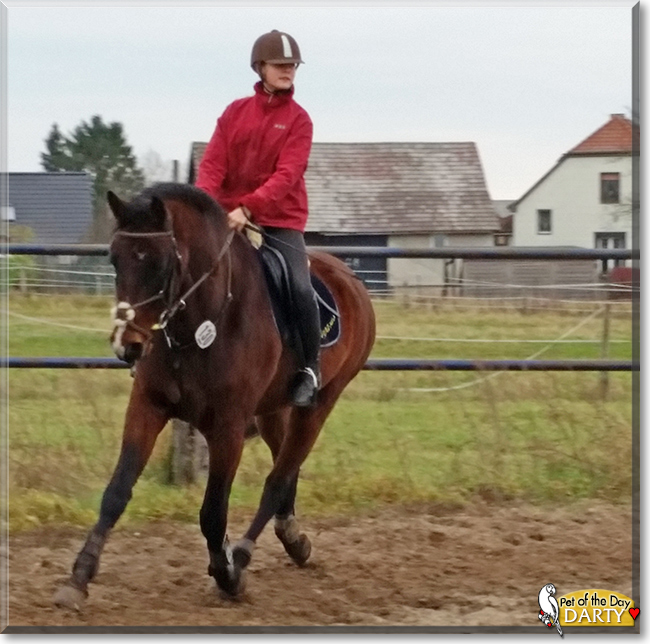 Darty the German Warmblood Horse, the Pet of the Day