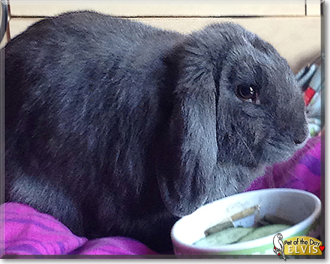 Elvis the Mini Lop Rabbit, the Pet of the Day