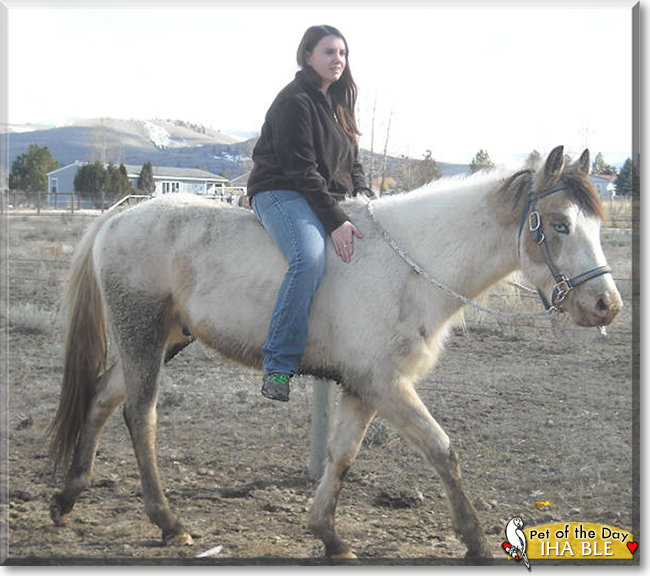 Iha Ble the Paint Horse, the Pet of the Day