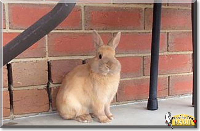 Basil the Dwarf Rabbit, the Pet of the Day
