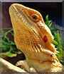 Apalla the Bearded Dragon