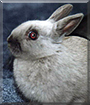 Nikita the Netherland Dwarf Rabbit