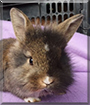 Cilie the Lionhead Dwarf mix Rabbit