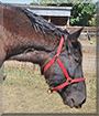 Jack the Percheron Horse