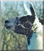 Tony the Llama