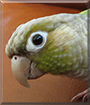 Chico the Green Cheek Conure