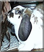 Skizzle the Lop Rabbit