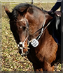 Darty the German Warmblood Horse