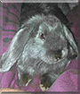 Elvis the Mini Lop Rabbit
