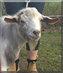 Tippy the Australian Miniature Goat