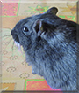 Pepsi the Gerbil