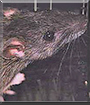 Bianca the Hooded Rat