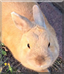 Basil the Dwarf Rabbit