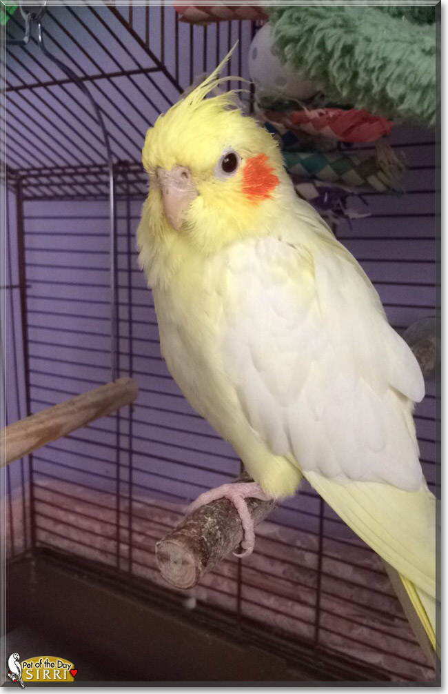 Sirri the Cockatiel, the Pet of the Day