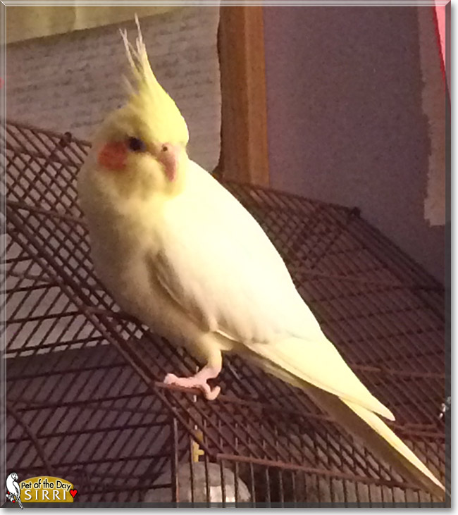 Sirri the Cockatiel, the Pet of the Day