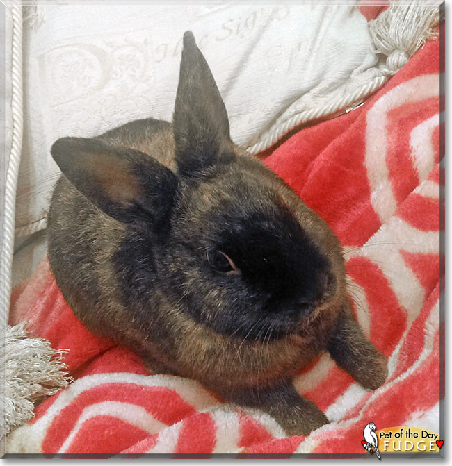 Fudge the Rabbit, the Pet of the Day