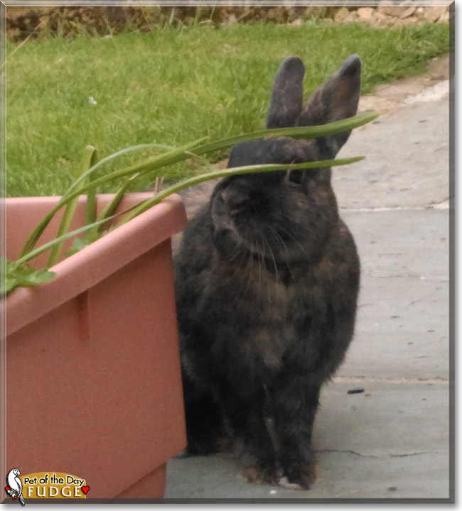 Fudge the Rabbit, the Pet of the Day