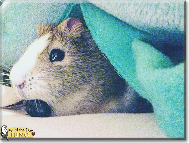 Juno the Guinea Pig, the Pet of the Day