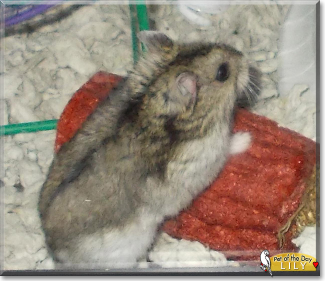Lily the Dwarf Hamster, the Pet of the Day