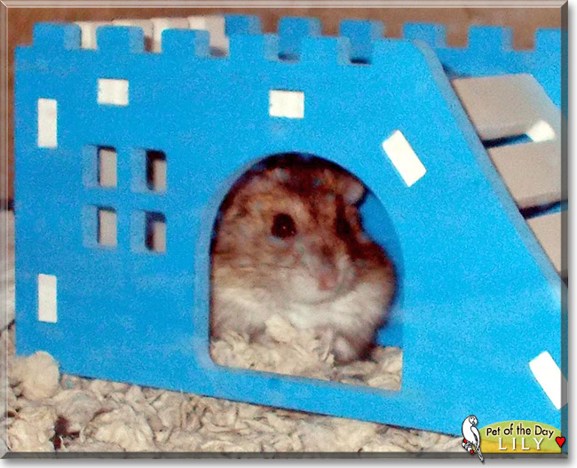 Lily the Dwarf Hamster, the Pet of the Day