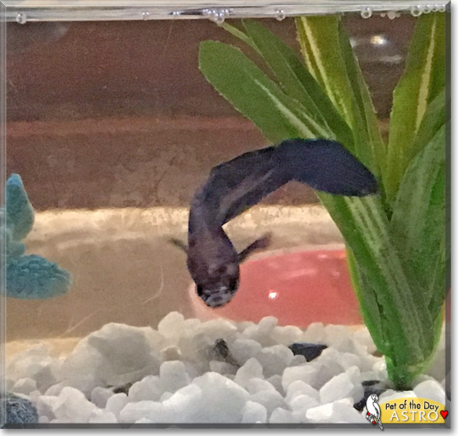 Astro the Betta Fish, the Pet of the Day