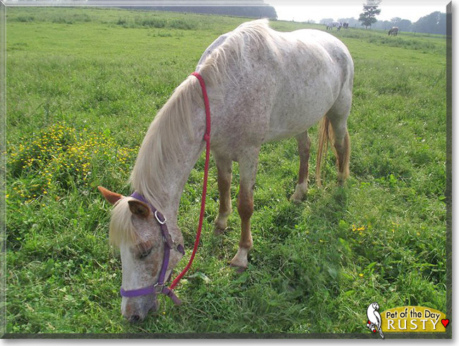 Rusty the Appaloosa, the Pet of the Day