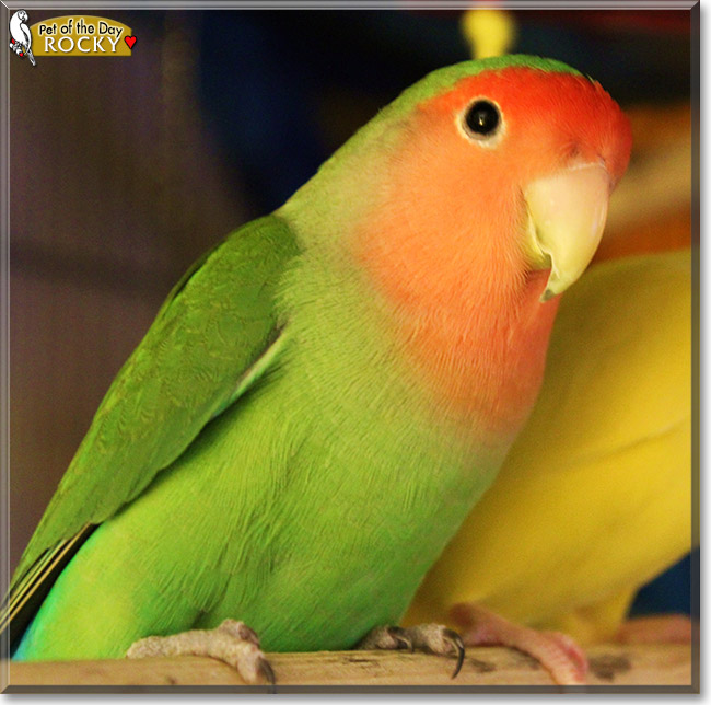 Rocky the Lovebird, the Pet of the Day