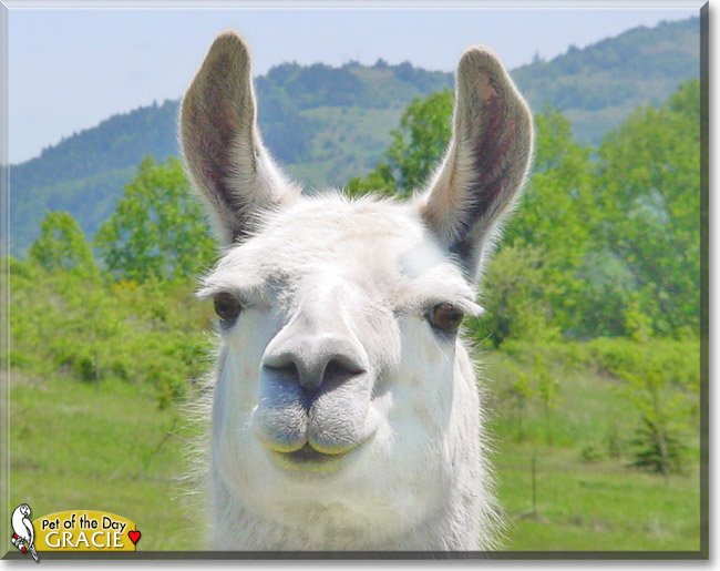 Grace the Llama, the Pet of the Day