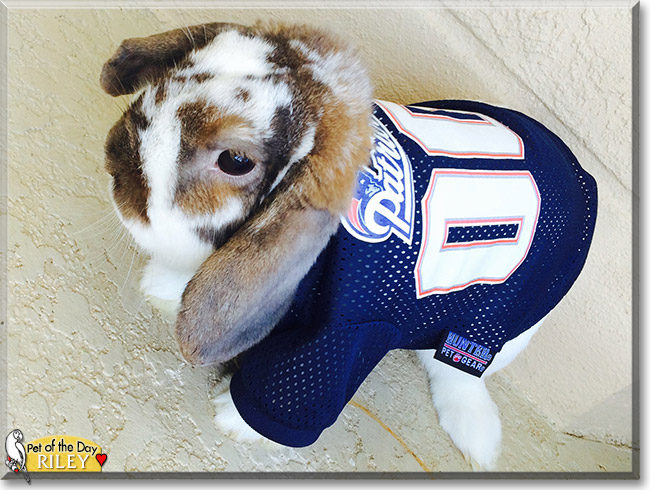Riley the Dwarf Lop Rabbit, the Pet of the Day