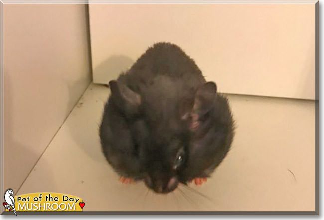 Mushroom the Hamster, the Pet of the Day